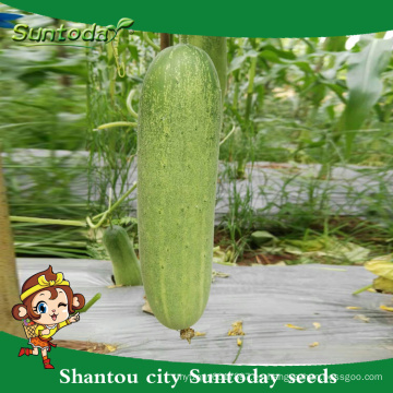 Suntoday green vegetable power hybrid F1 Plantador orgánico para semillas de pepino de invernadero